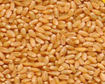 webmitra wheat